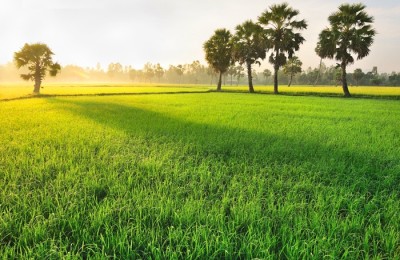 Paddy field in Chau Doc