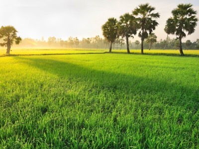 Paddy field in Chau Doc