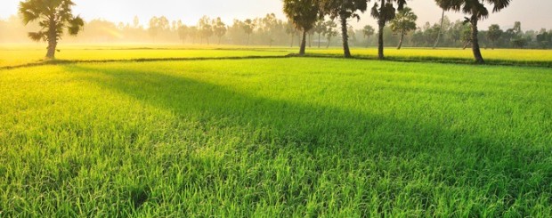 Paddy field in Chau Doc