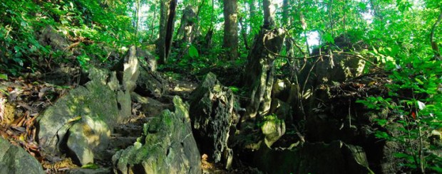 Cuc Phuong National Park in Ninh Binh
