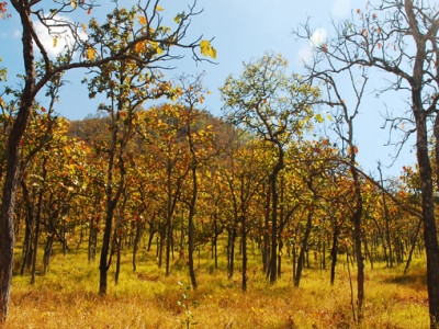 Yok Don National Park in Buon Me Thuot