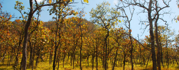 Yok Don National Park in Buon Me Thuot