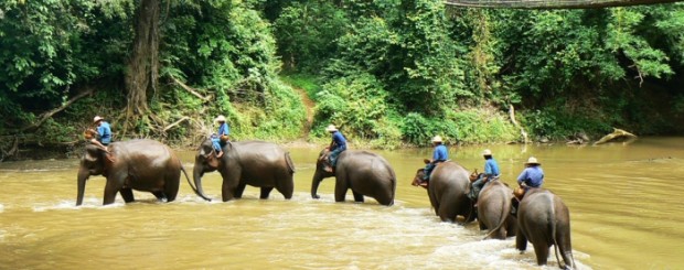 Chiang Doa Elephant camp - Thailand Tour